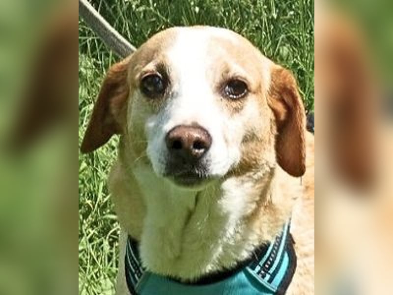 Chucky - NOTFALL- armes kleines Häschen