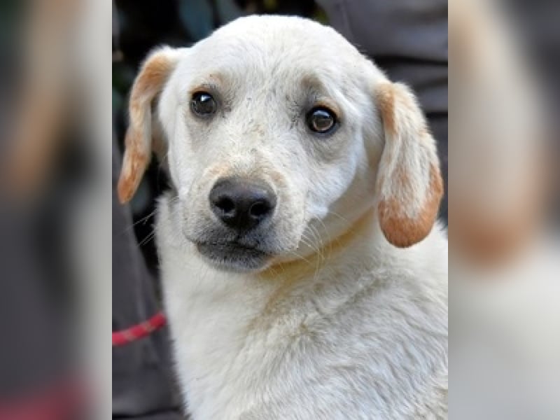 Prestyn - Ich hätte da einen Wunsch!