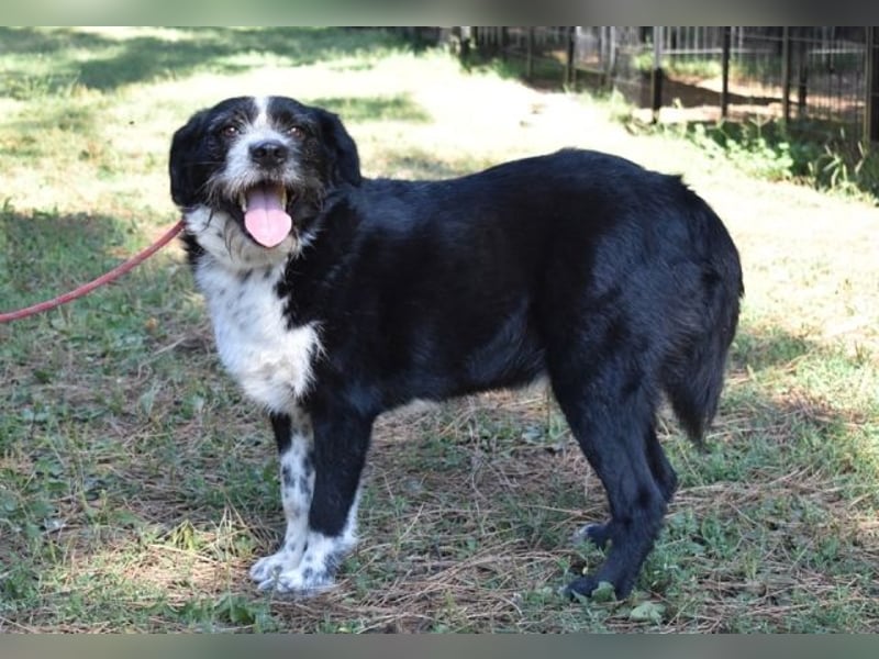 Dino - Gentleman auf Irrwegen