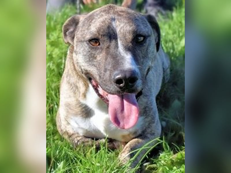 Dachsy - liebt ihn denn gar niemand?