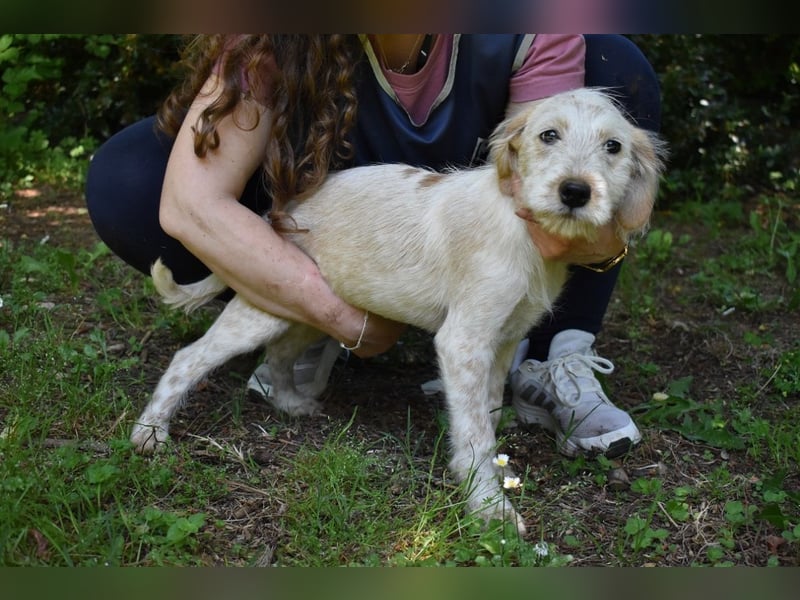 Sorrel - soll sich endlich mit Wonne im Gras wälzen dürfen