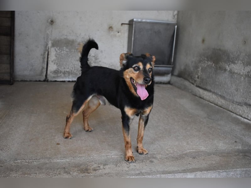 Grigor - Kleiner Angsthase sucht großes Verständnis