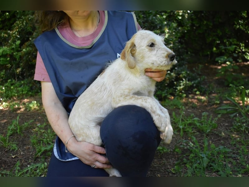 Sorrel - soll sich endlich mit Wonne im Gras wälzen dürfen