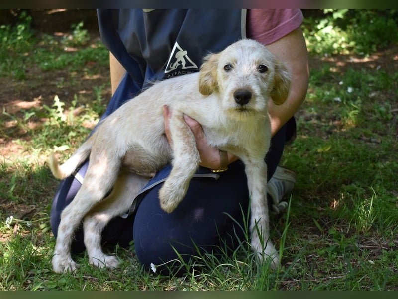 Sorrel - soll sich endlich mit Wonne im Gras wälzen dürfen