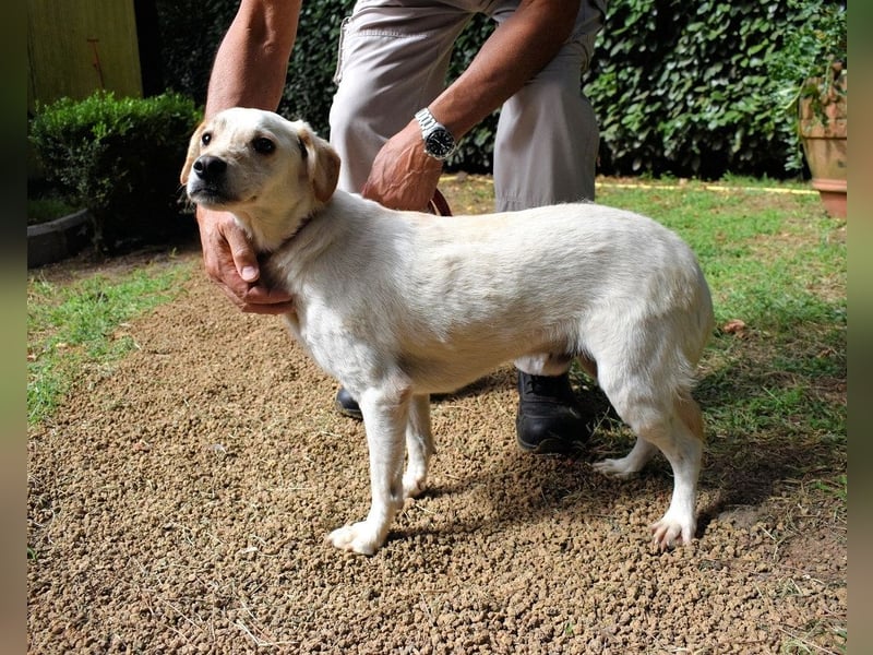 Prestyn - Ich hätte da einen Wunsch!