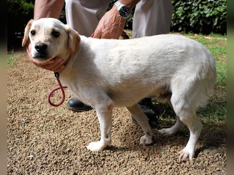 Prestyn - Ich hätte da einen Wunsch!