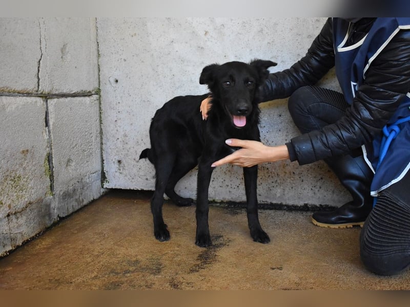 Nolwen - Das Märchen von den fünf Schwestern