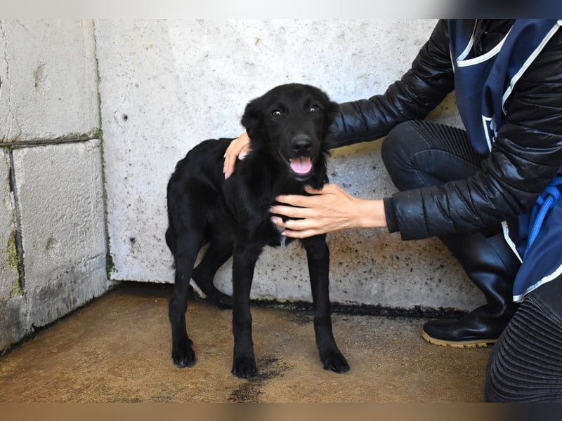 Nolwen - Das Märchen von den fünf Schwestern