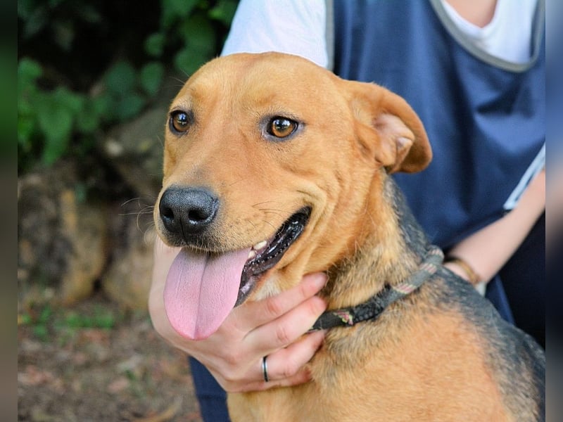 Linnea - Hauptsache ihr großes Herz passt in`s Körbchen Linnea - Hauptsache ihr großes Herz passt in`s Körbchen