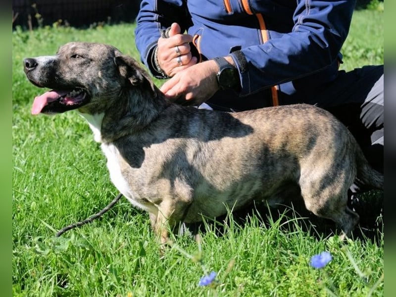 Dachsy - liebt ihn denn gar niemand?