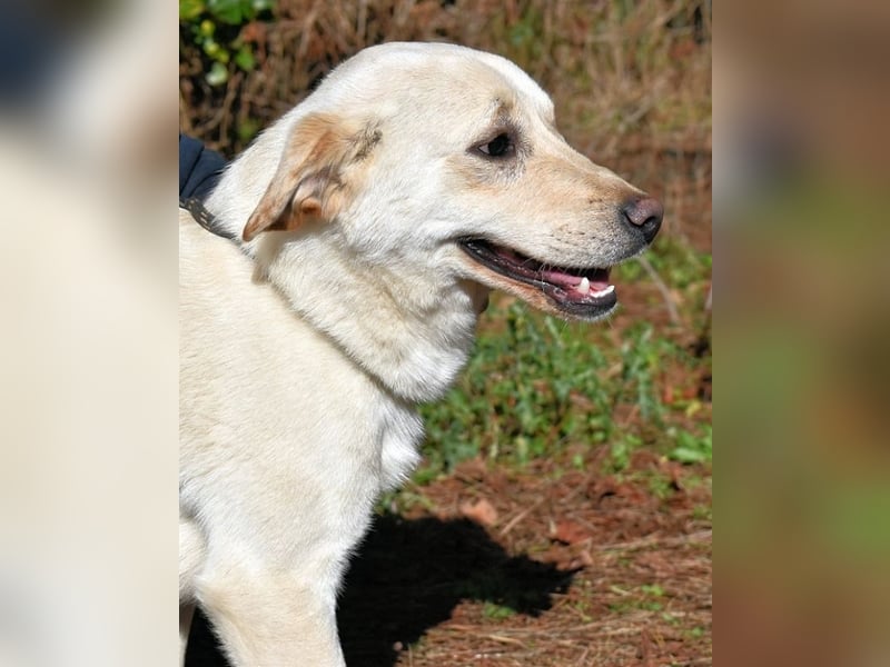 Prestyn - Ich hätte da einen Wunsch!