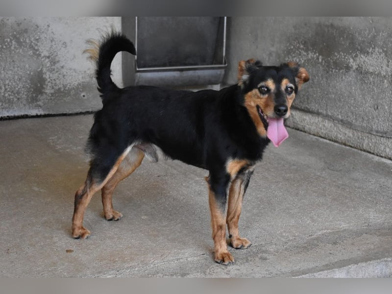 Grigor - Kleiner Angsthase sucht großes Verständnis