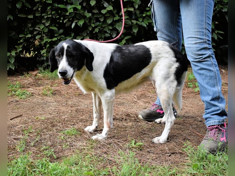 Bierenike - NOTFALL - Traumhund sucht bessere Zukunft