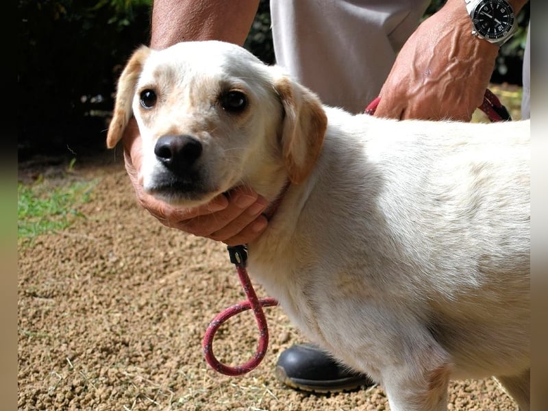 Prestyn - Ich hätte da einen Wunsch!