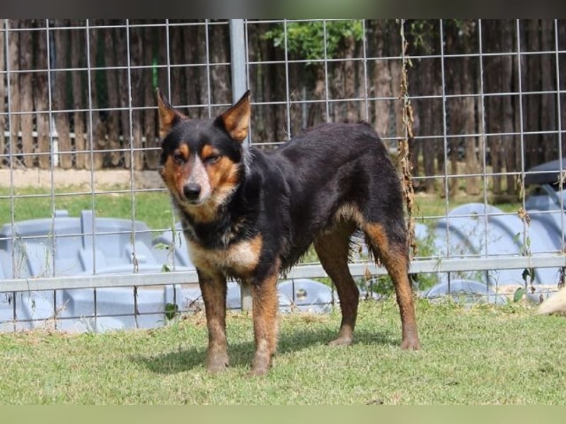 Parzifal - Ach, du heiliger Kauknochen ...!