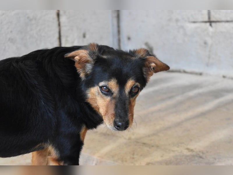 Grigor - Kleiner Angsthase sucht großes Verständnis