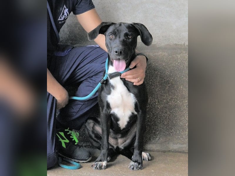 Perlyn - Charmante Ex-Sommerfigur mit Modelpotenzial