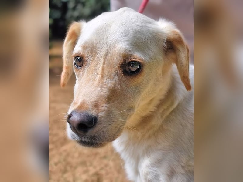 Prestyn - Ich hätte da einen Wunsch!