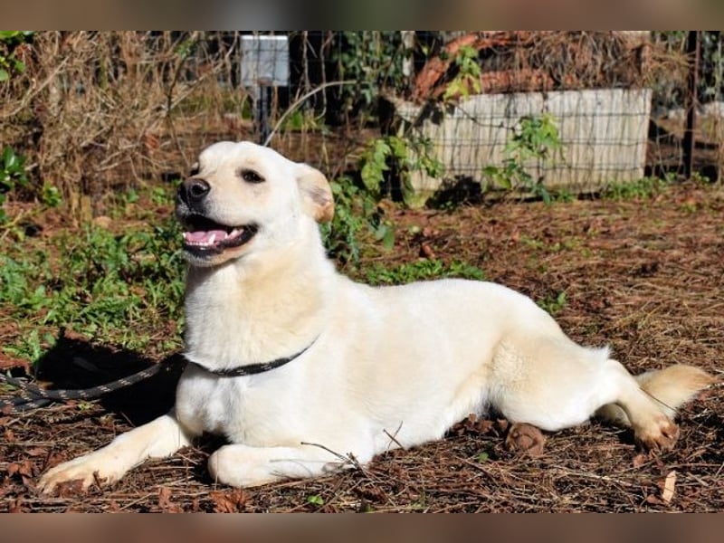 Prestyn - Ich hätte da einen Wunsch!