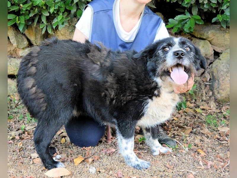 Dino - Gentleman auf Irrwegen
