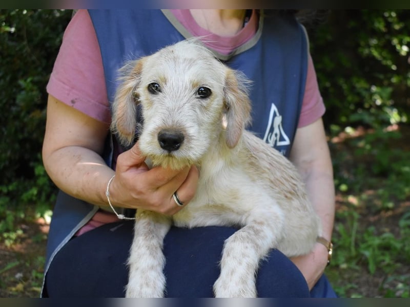 Sorrel - soll sich endlich mit Wonne im Gras wälzen dürfen