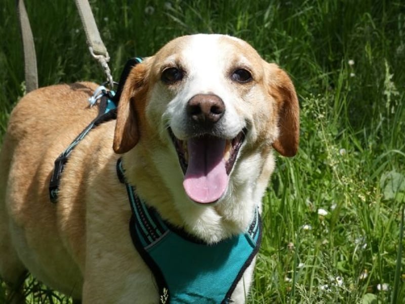 Chucky - NOTFALL- armes kleines Häschen