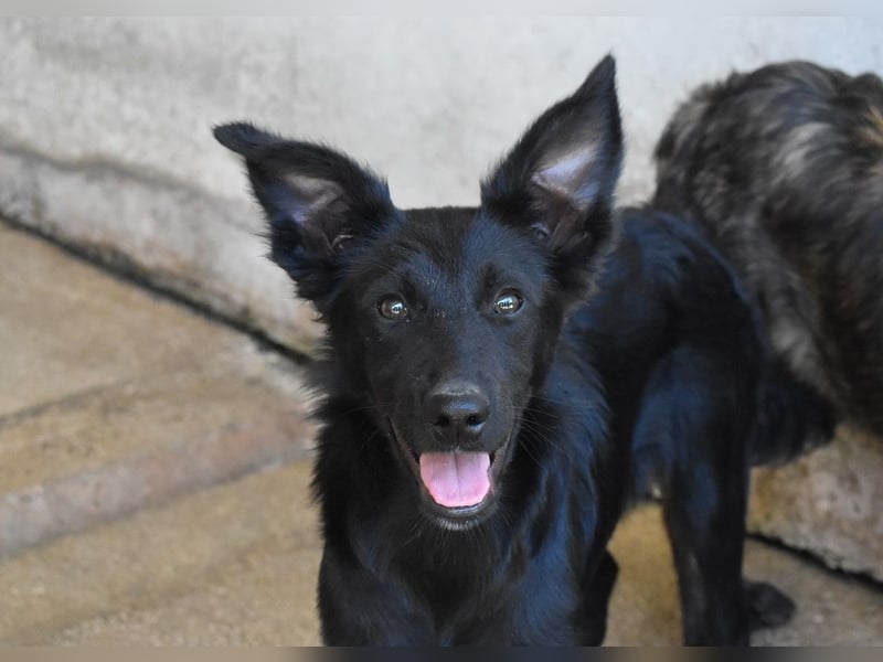 Nolwen - Das Märchen von den fünf Schwestern