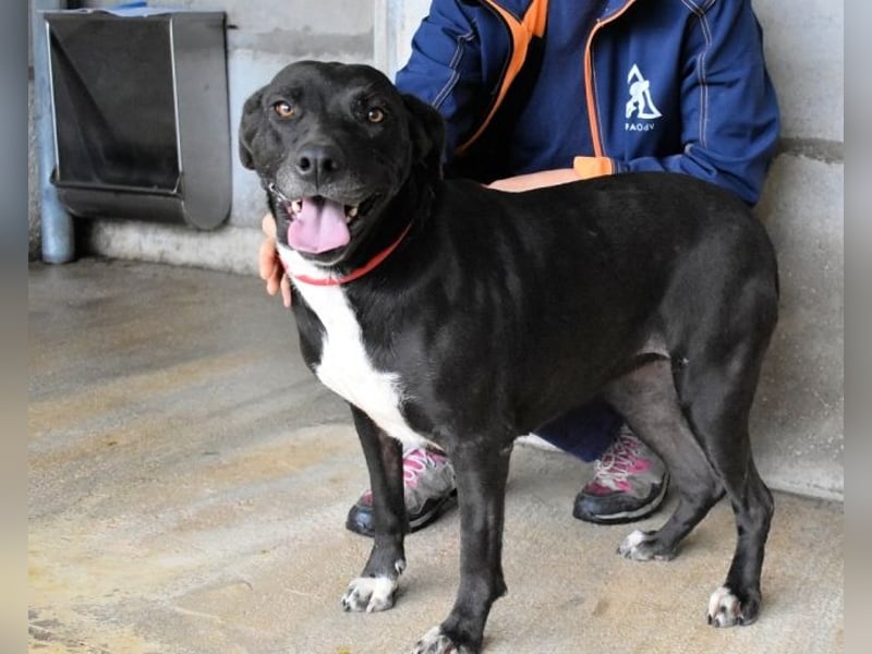 Perlyn - Charmante Ex-Sommerfigur mit Modelpotenzial