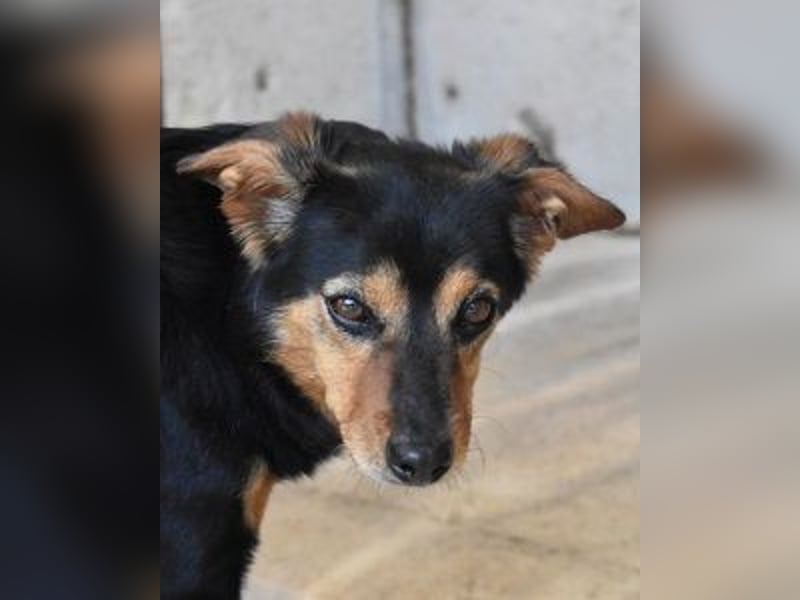 Grigor - Kleiner Angsthase sucht großes Verständnis