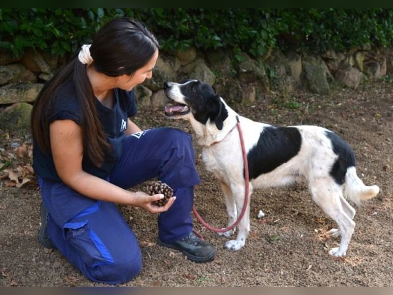 Bierenike - NOTFALL - Traumhund sucht bessere Zukunft