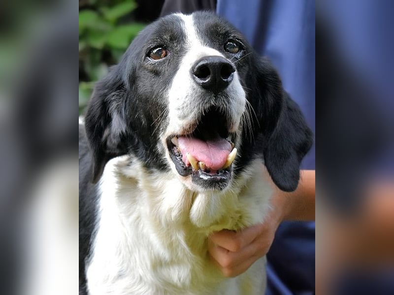 Bierenike - NOTFALL - Traumhund sucht bessere Zukunft