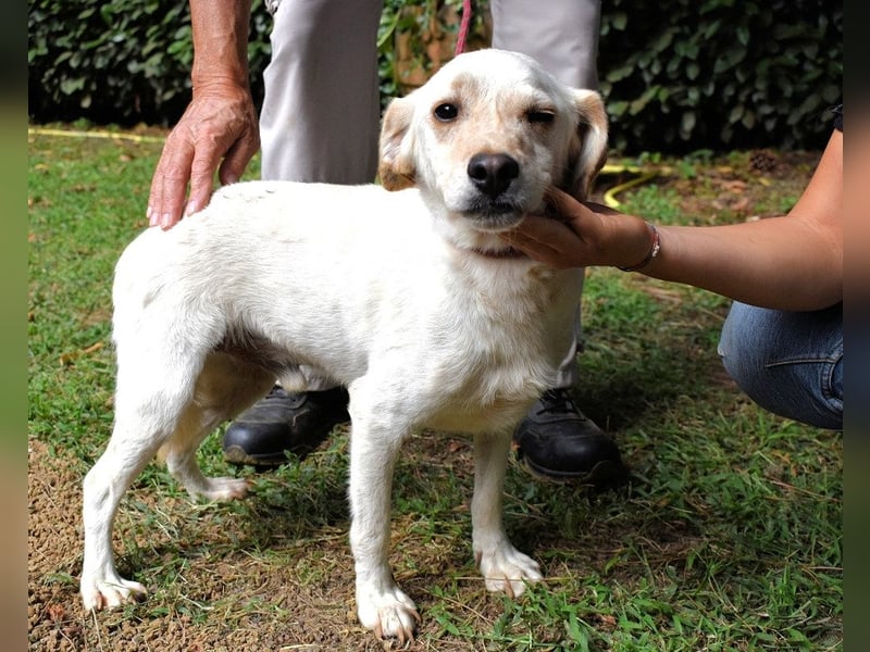 Prestyn - Ich hätte da einen Wunsch!