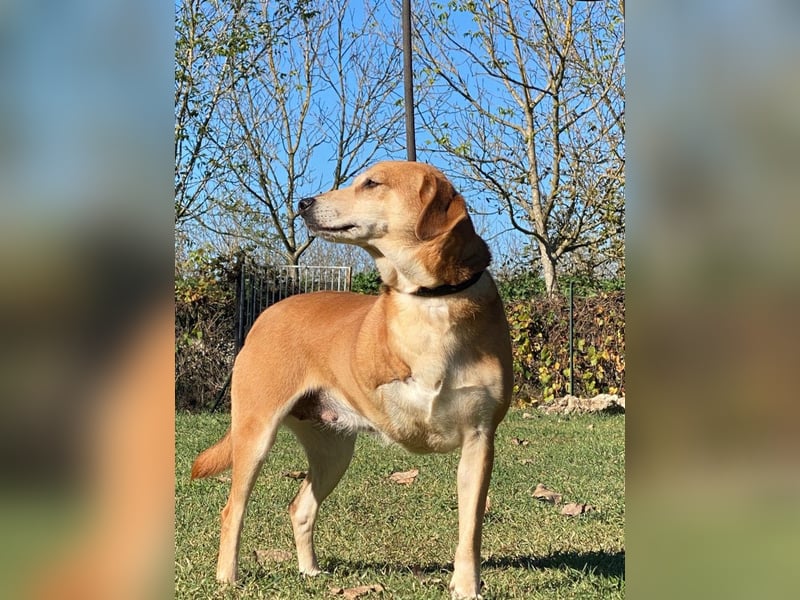 Fortuna - Glück wird mehr, wenn man es teilt