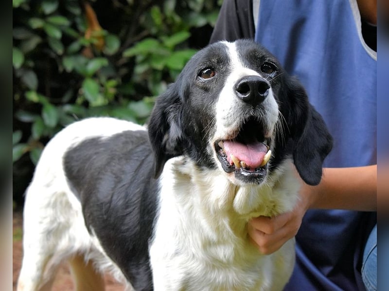 Bierenike - NOTFALL - Traumhund sucht bessere Zukunft