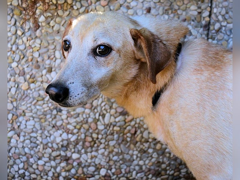 Walker - Die Geschichte vom verlorenen Schatten