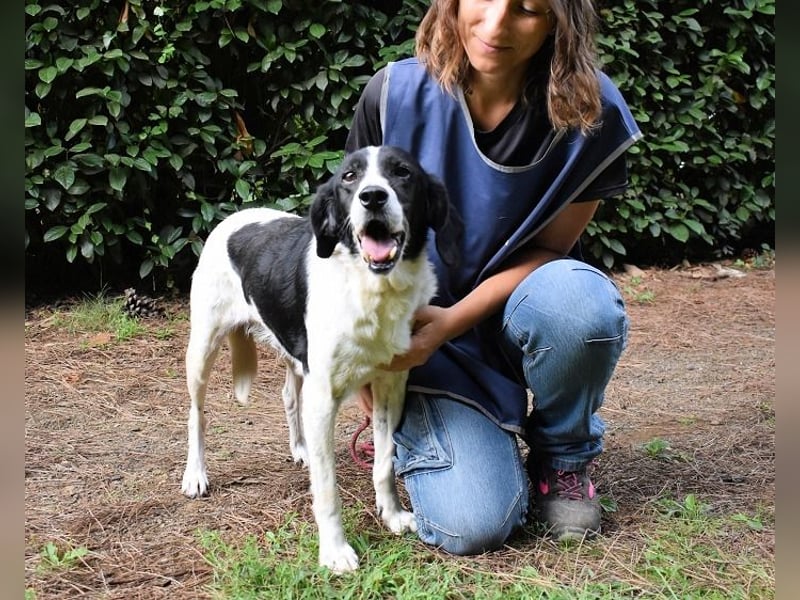 Bierenike - NOTFALL - Traumhund sucht bessere Zukunft