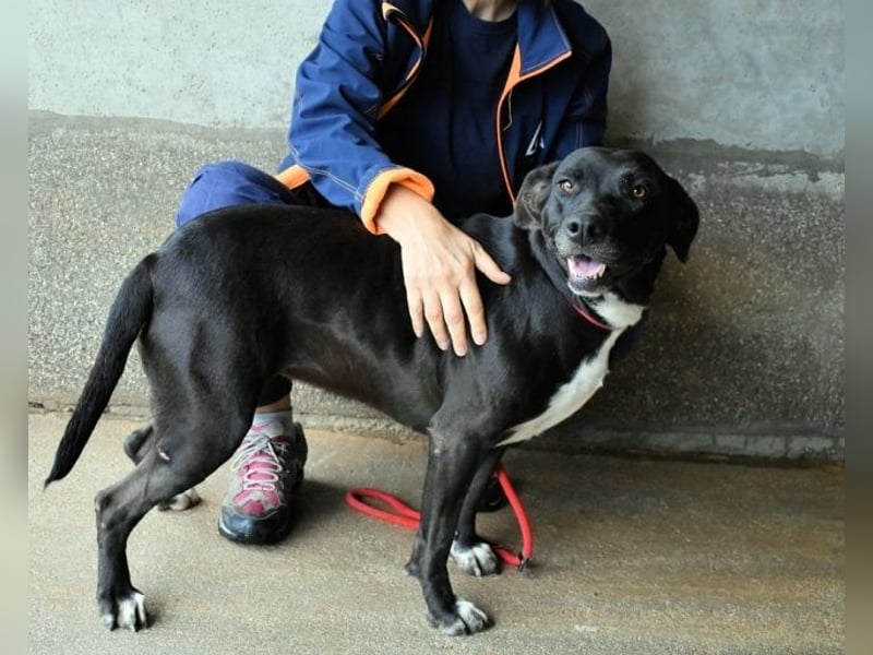 Perlyn - Charmante Ex-Sommerfigur mit Modelpotenzial