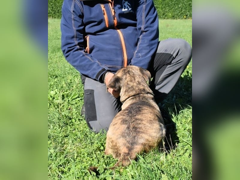 Dachsy - liebt ihn denn gar niemand?