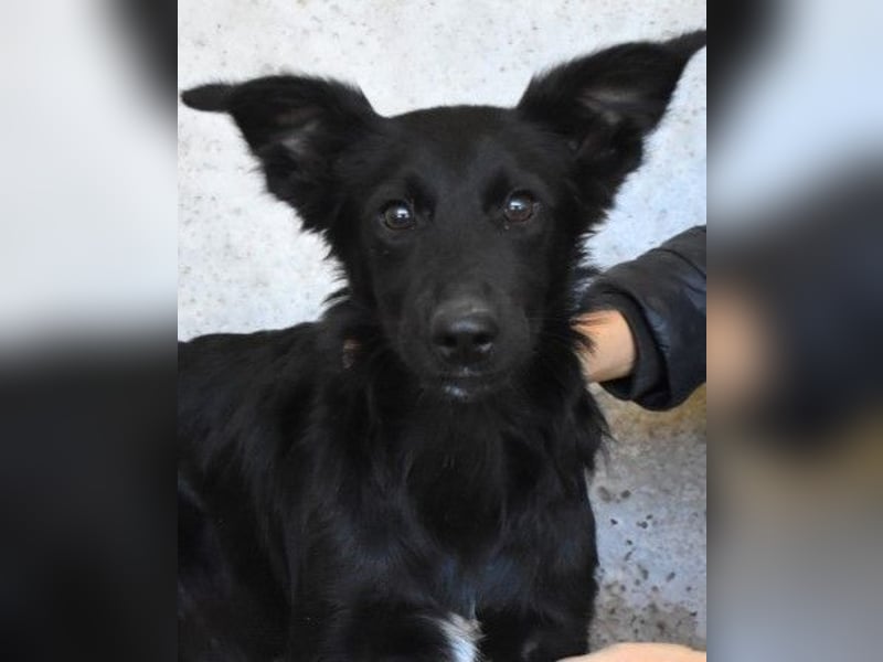 Nolwen - Das Märchen von den fünf Schwestern