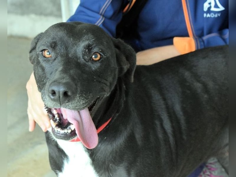 Perlyn - Charmante Ex-Sommerfigur mit Modelpotenzial