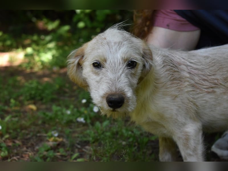 Sorrel - soll sich endlich mit Wonne im Gras wälzen dürfen
