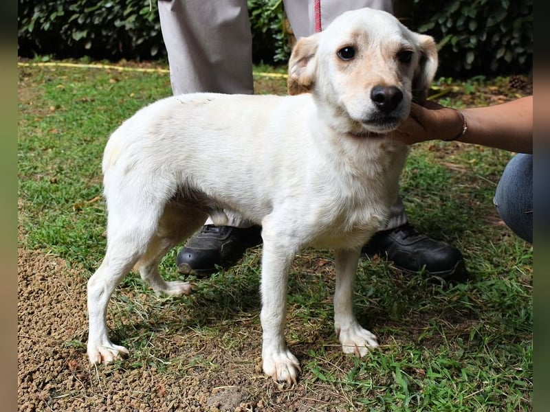 Prestyn - Ich hätte da einen Wunsch!
