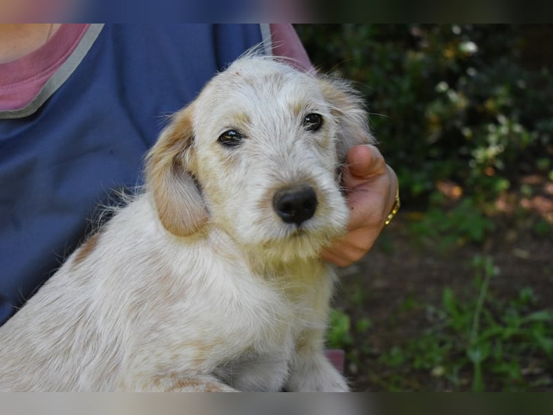 Sorrel - soll sich endlich mit Wonne im Gras wälzen dürfen