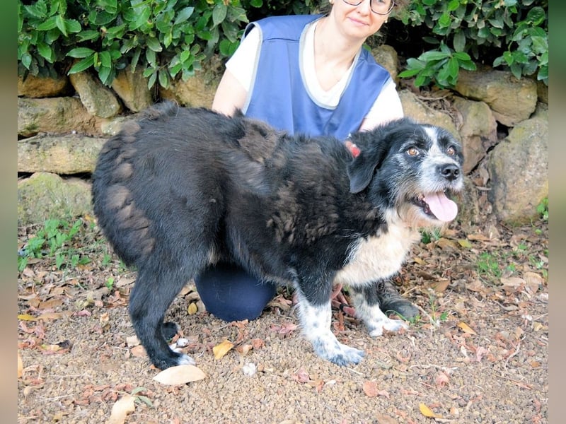 Dino - Gentleman auf Irrwegen