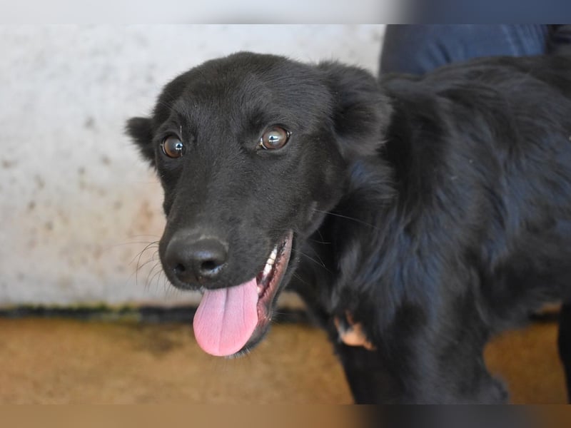 Nolwen - Das Märchen von den fünf Schwestern