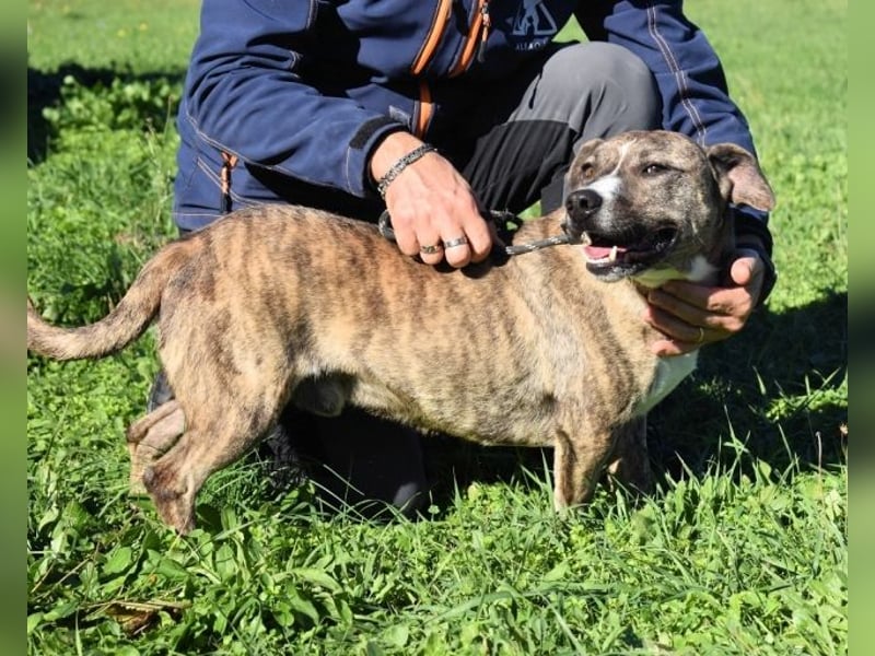 Dachsy - liebt ihn denn gar niemand?