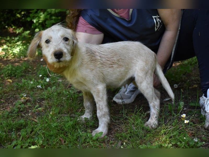 Sorrel - soll sich endlich mit Wonne im Gras wälzen dürfen