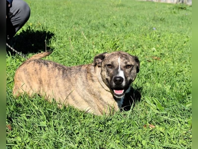 Dachsy - liebt ihn denn gar niemand?