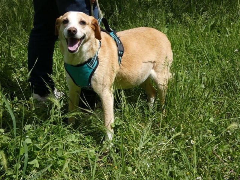 Chucky - NOTFALL- armes kleines Häschen