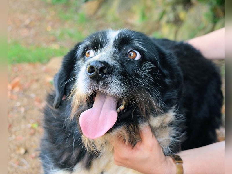 Dino - Gentleman auf Irrwegen